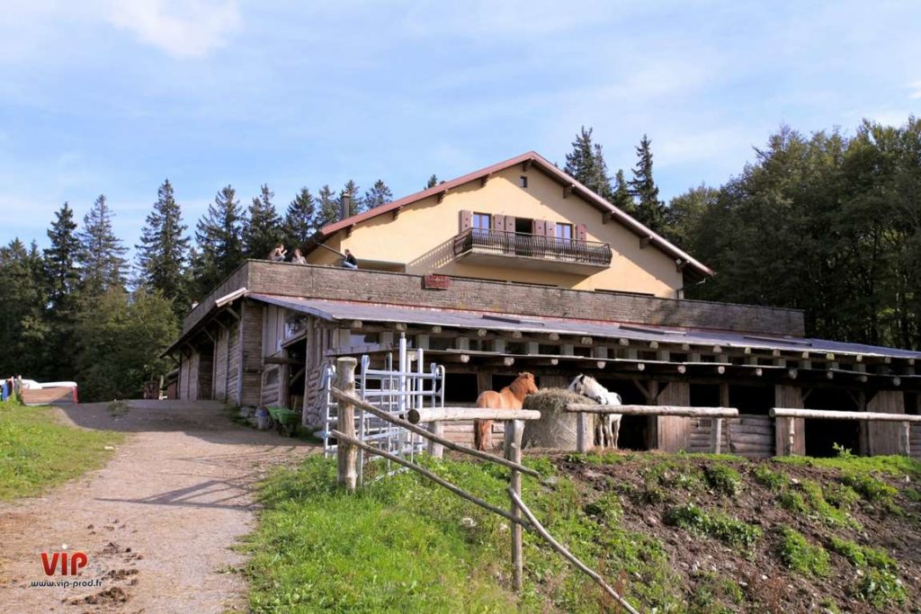 Cheval Alsace